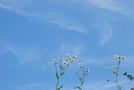 次の写真のサムネイル：空と仲良しな花
